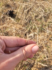 Poa bulbosa
