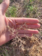 Ceratocarpus arenarius