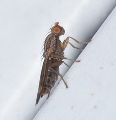 Opomyza