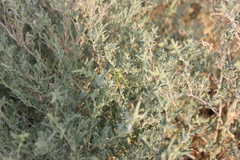 Heteracris pterosticha