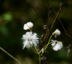 Sonchus arvensis