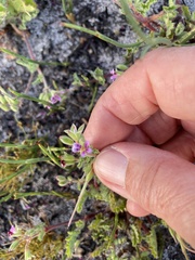 Pelargonium althaeoides
