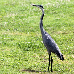 Ardea melanocephala