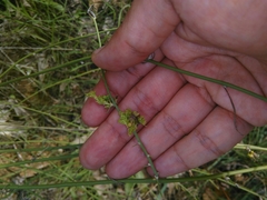 Aceria chondrillae