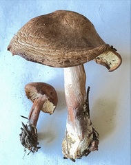 Rhodocollybia butyracea