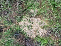 Ceratocarpus arenarius