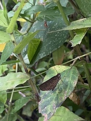 Vehilius stictomenes