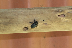 Xylocopa fimbriata