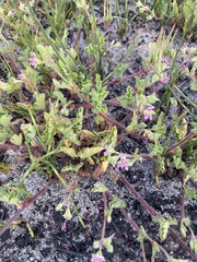 Pelargonium althaeoides