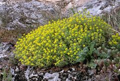 Euphorbia spinosa