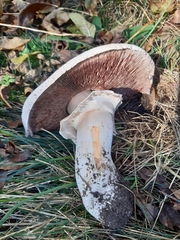 Agaricus benesii
