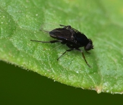Phorinae