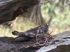 Melanoplus ponderosus