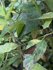Vehilius stictomenes
