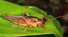 Gryllacrididae