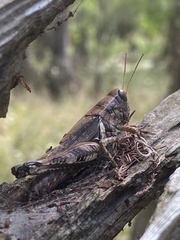 Melanoplus ponderosus