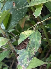Vehilius stictomenes