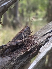 Melanoplus ponderosus