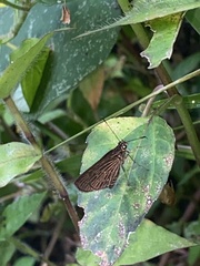 Vehilius stictomenes