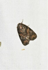 Chytonix palliatricula