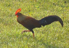 Gallus lafayettii