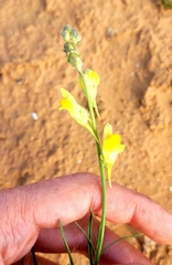 Linaria genistifolia