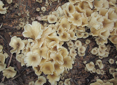 Gerronema strombodes