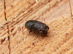 Phloeosinus cupressi