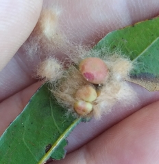 Neuroterus laurifoliae