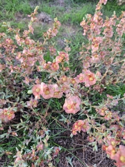 Salsoleae