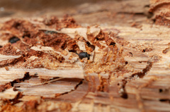 Phloeosinus cupressi