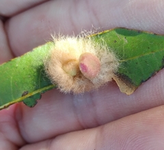 Neuroterus laurifoliae