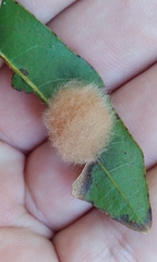 Neuroterus laurifoliae