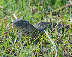 Varanus niloticus