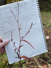 Persicaria extremiorientalis