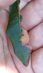 Neuroterus laurifoliae