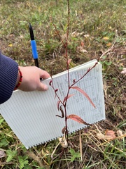 Persicaria extremiorientalis