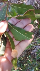 Neuroterus laurifoliae