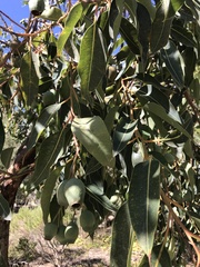 Eucalypteae