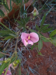 Sphenostylis angustifolia