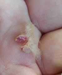 Neuroterus laurifoliae