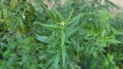 Artemisia verlotiorum