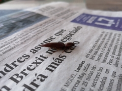 Stenagostus laufferi