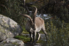 Capra pyrenaica