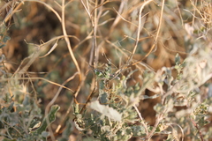 Heteracris pterosticha