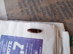 Stenagostus laufferi