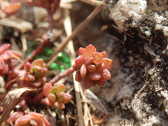 Portulaca sedifolia
