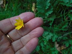 Hypochaeris radicata