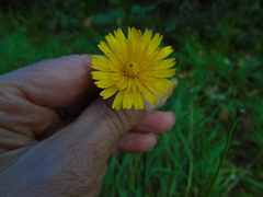 Hypochaeris radicata