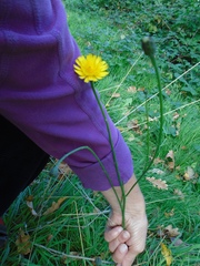 Hypochaeris radicata